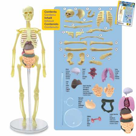 Anatomie - Baue einen Körper