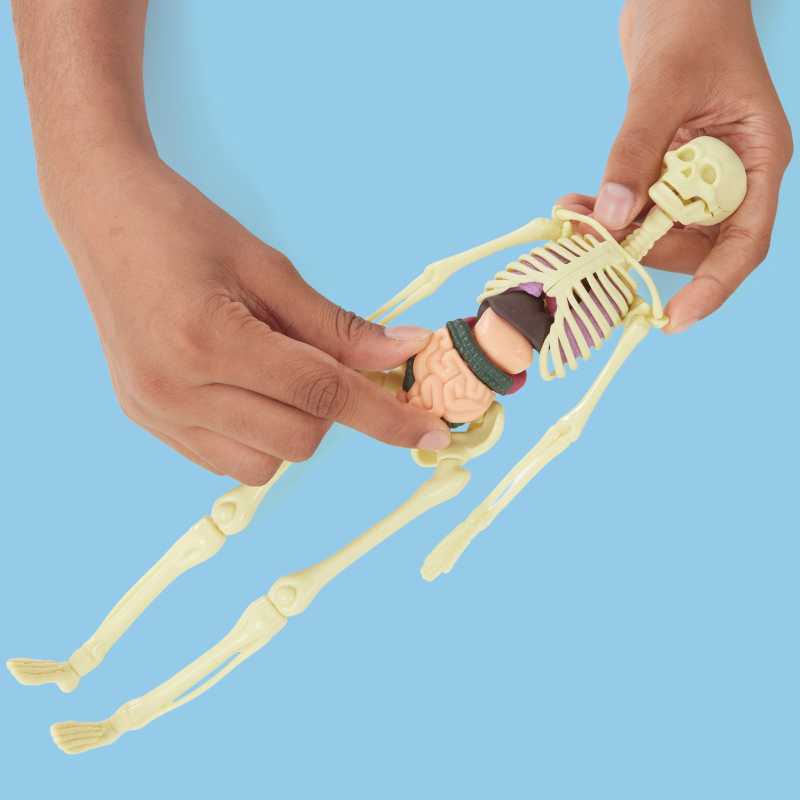 Anatomie - Baue einen Körper