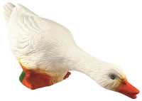 Nachtlicht jagende Ente